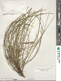 Parkinsonia aculeata image