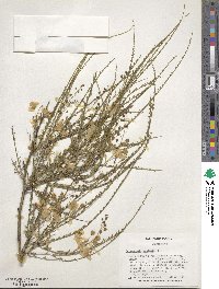 Parkinsonia aculeata image