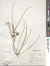 Parkinsonia aculeata image