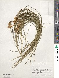 Parkinsonia aculeata image