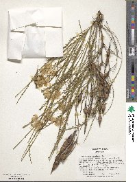 Parkinsonia aculeata image