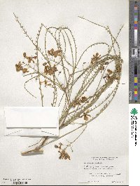 Parkinsonia aculeata image