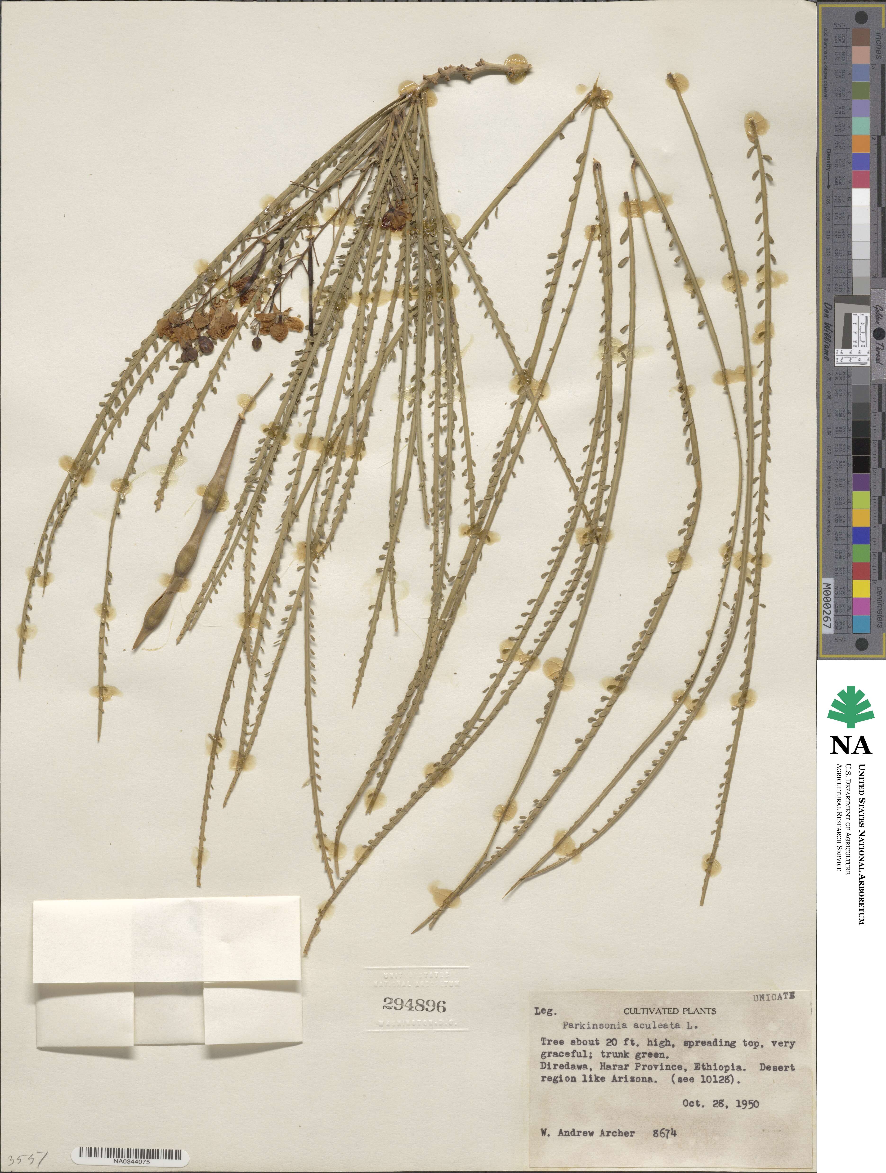 Parkinsonia aculeata image