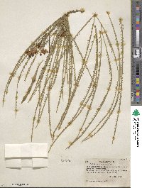 Parkinsonia aculeata image