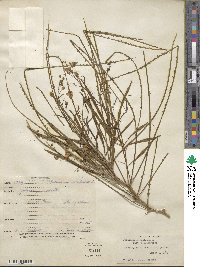 Parkinsonia aculeata image