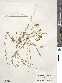 Parkinsonia aculeata image