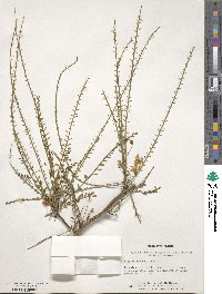 Parkinsonia aculeata image