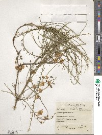 Parkinsonia aculeata image