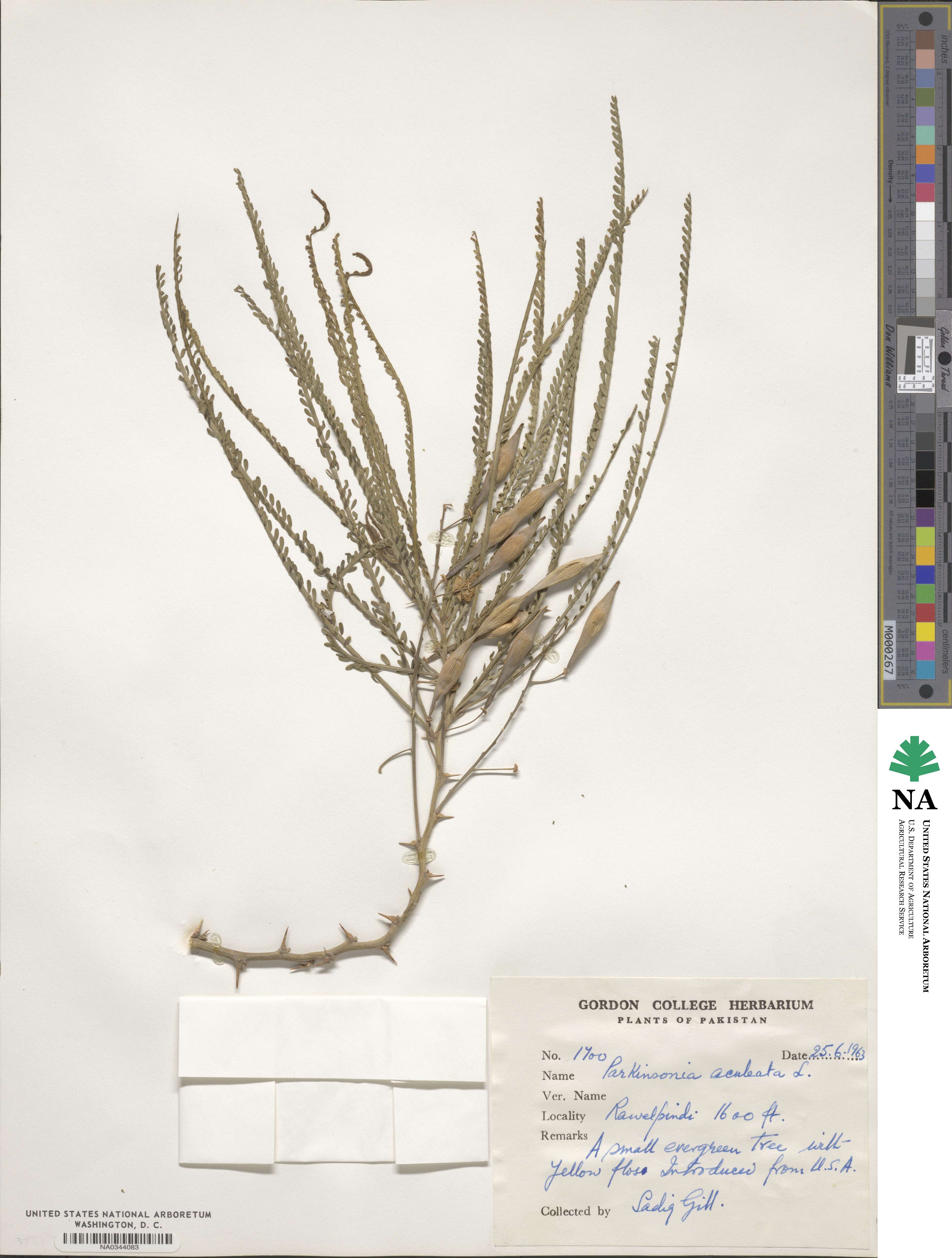 Parkinsonia image