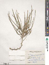 Parkinsonia aculeata image