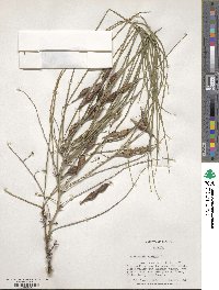 Parkinsonia aculeata image