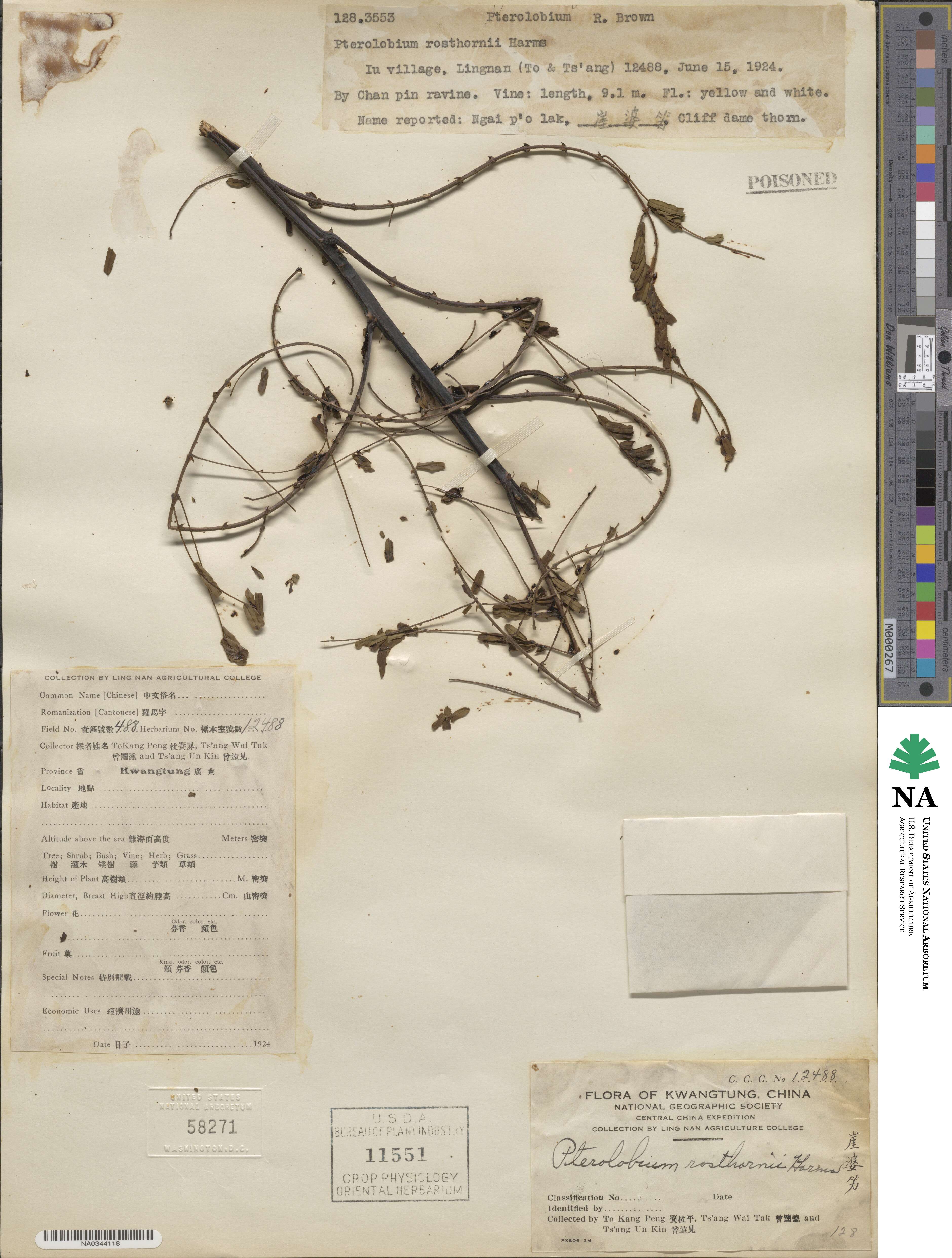 Pterolobium punctatum image