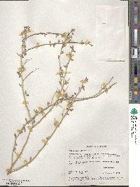 Cercidium floridum image