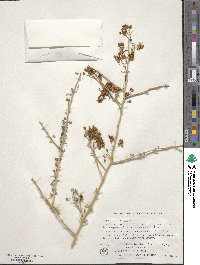 Cercidium floridum image