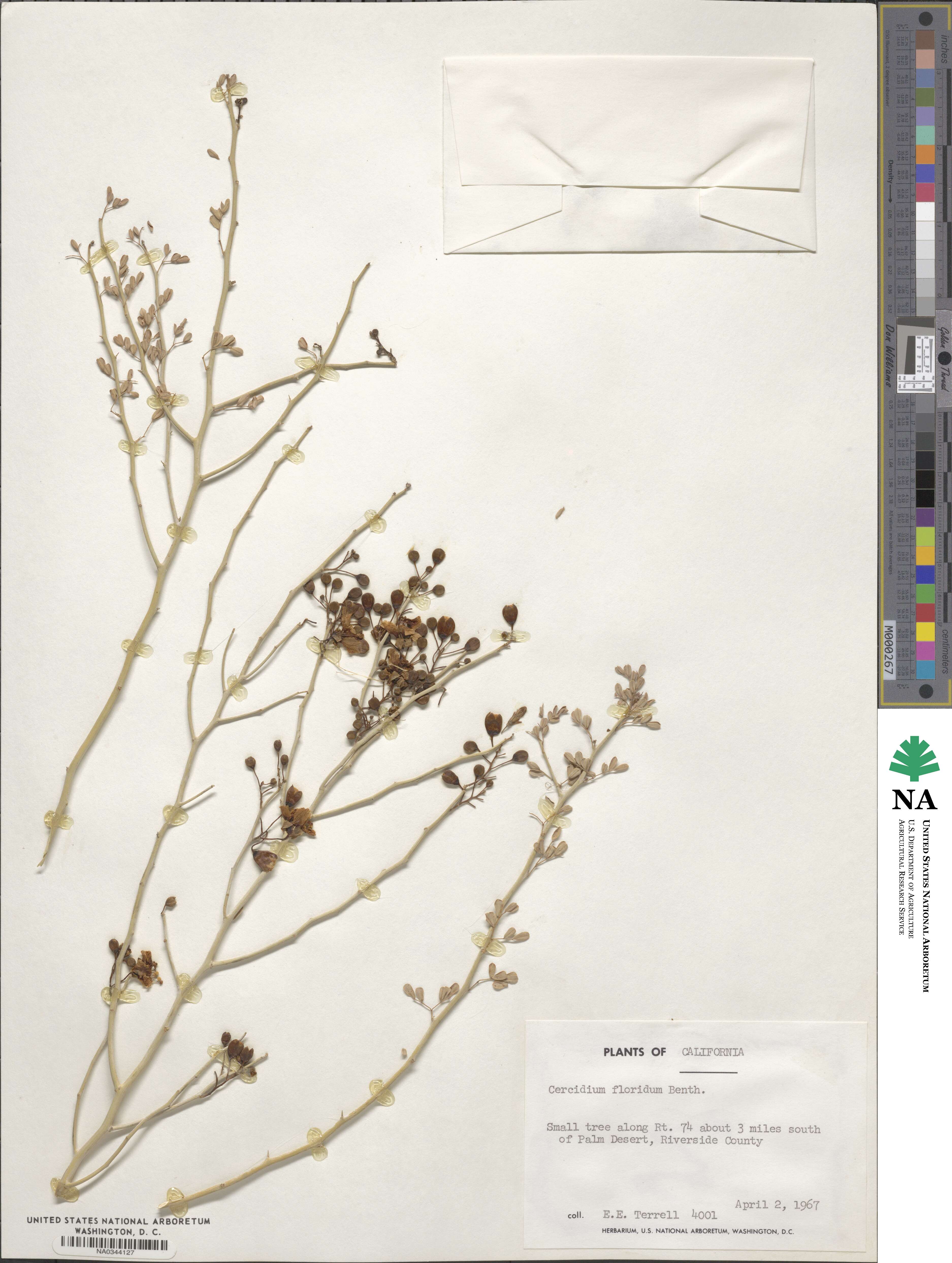 Cercidium floridum image