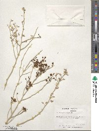 Cercidium floridum image