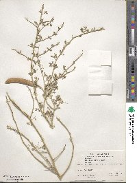 Cercidium floridum image