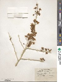 Cercidium floridum image