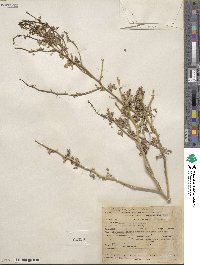 Cercidium floridum image