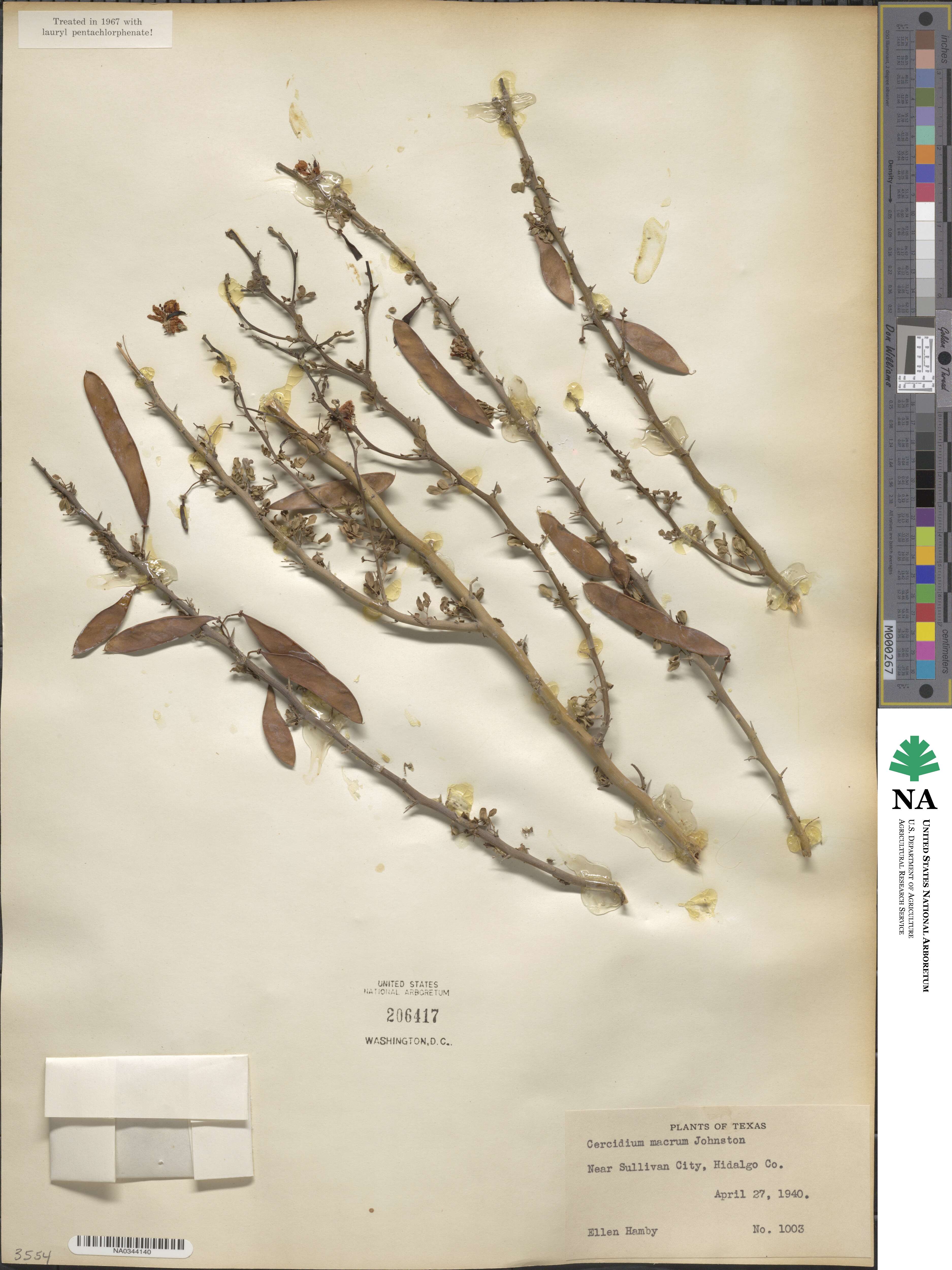 Parkinsonia texana image