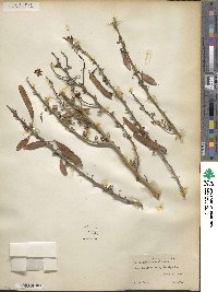 Parkinsonia texana image