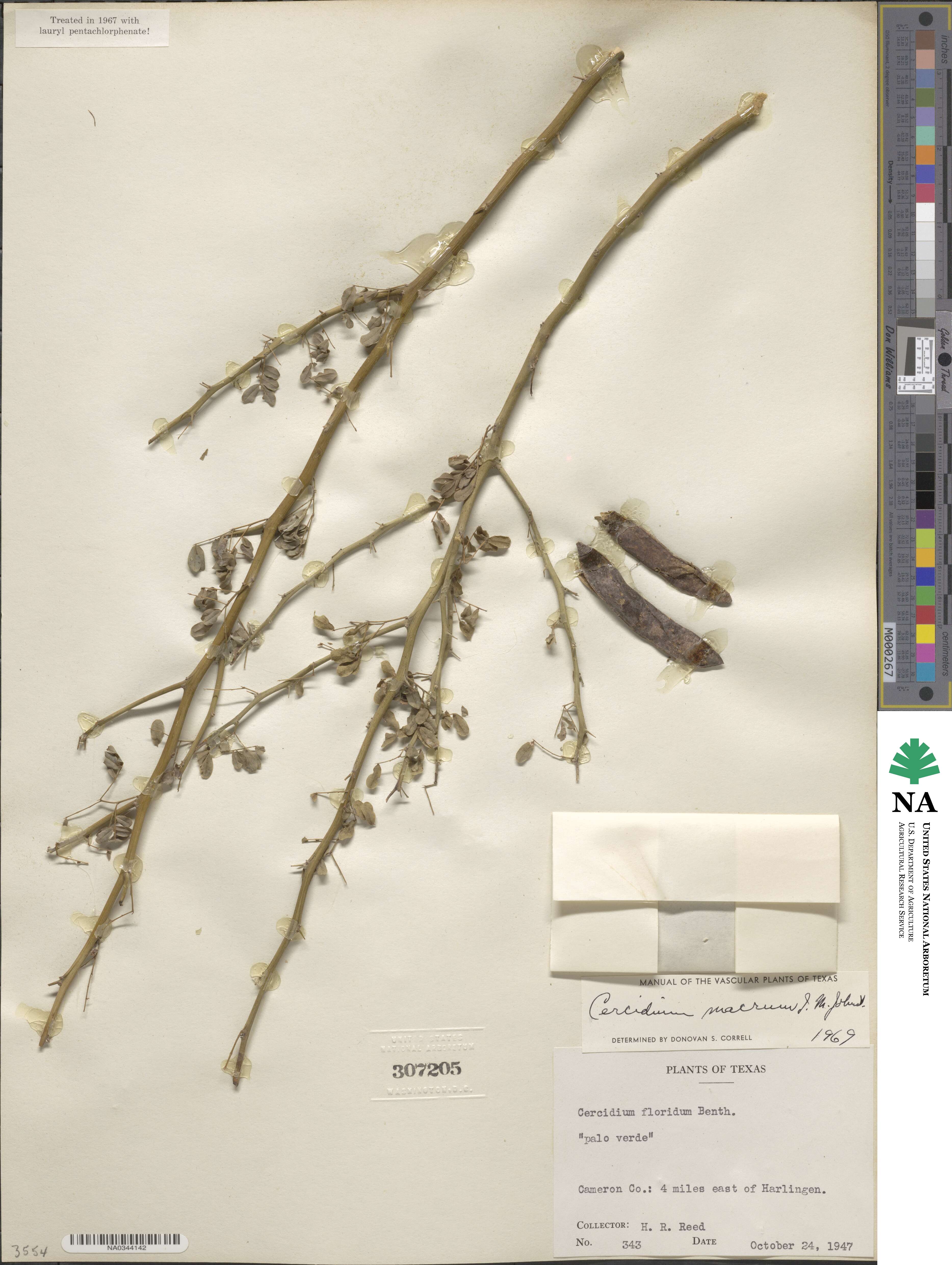 Parkinsonia texana image