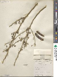 Parkinsonia texana image