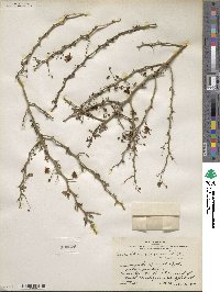 Parkinsonia texana image