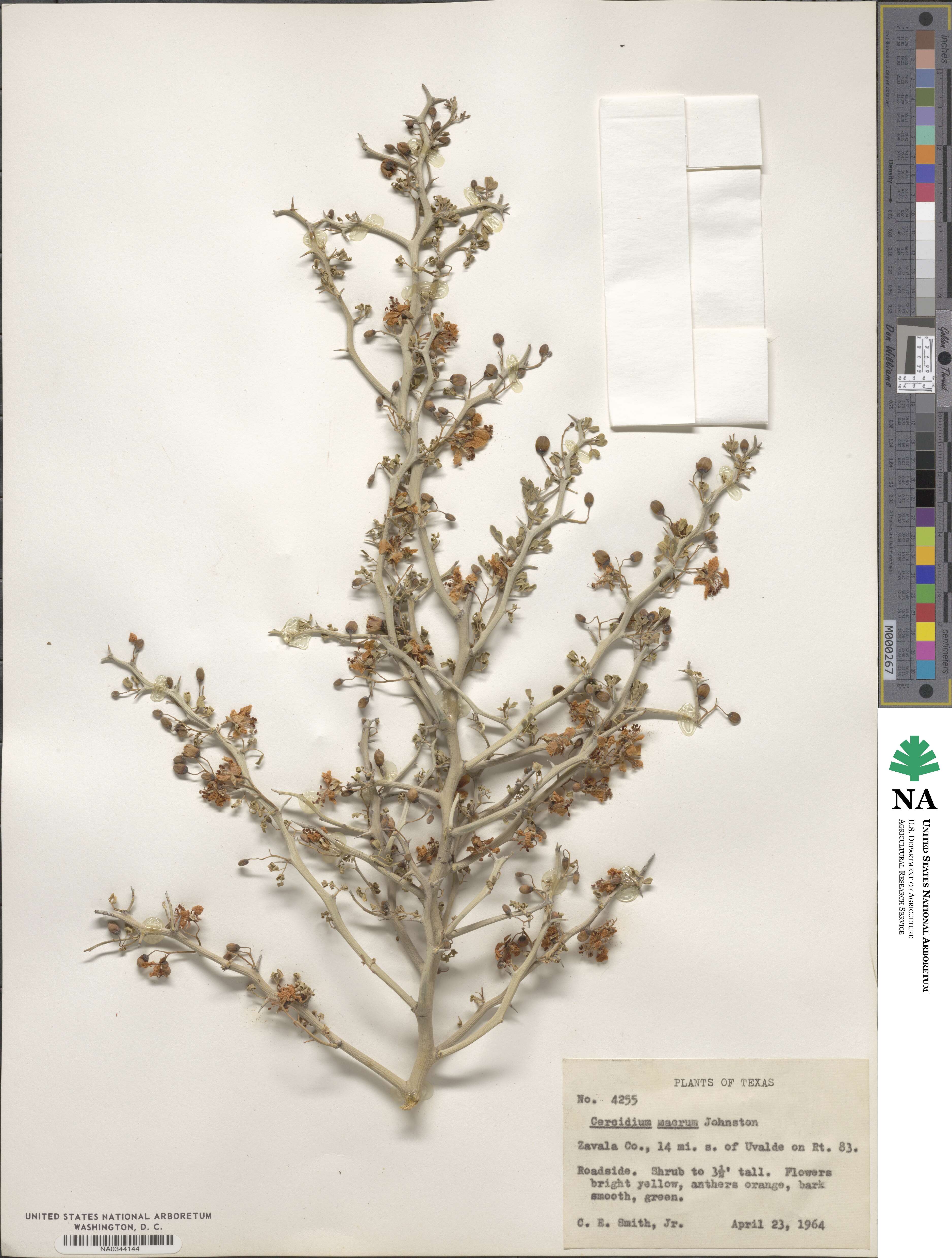 Parkinsonia texana image