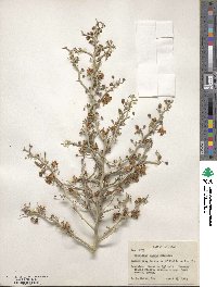 Parkinsonia texana image