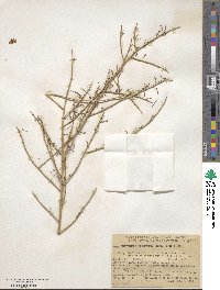 Parkinsonia microphylla image