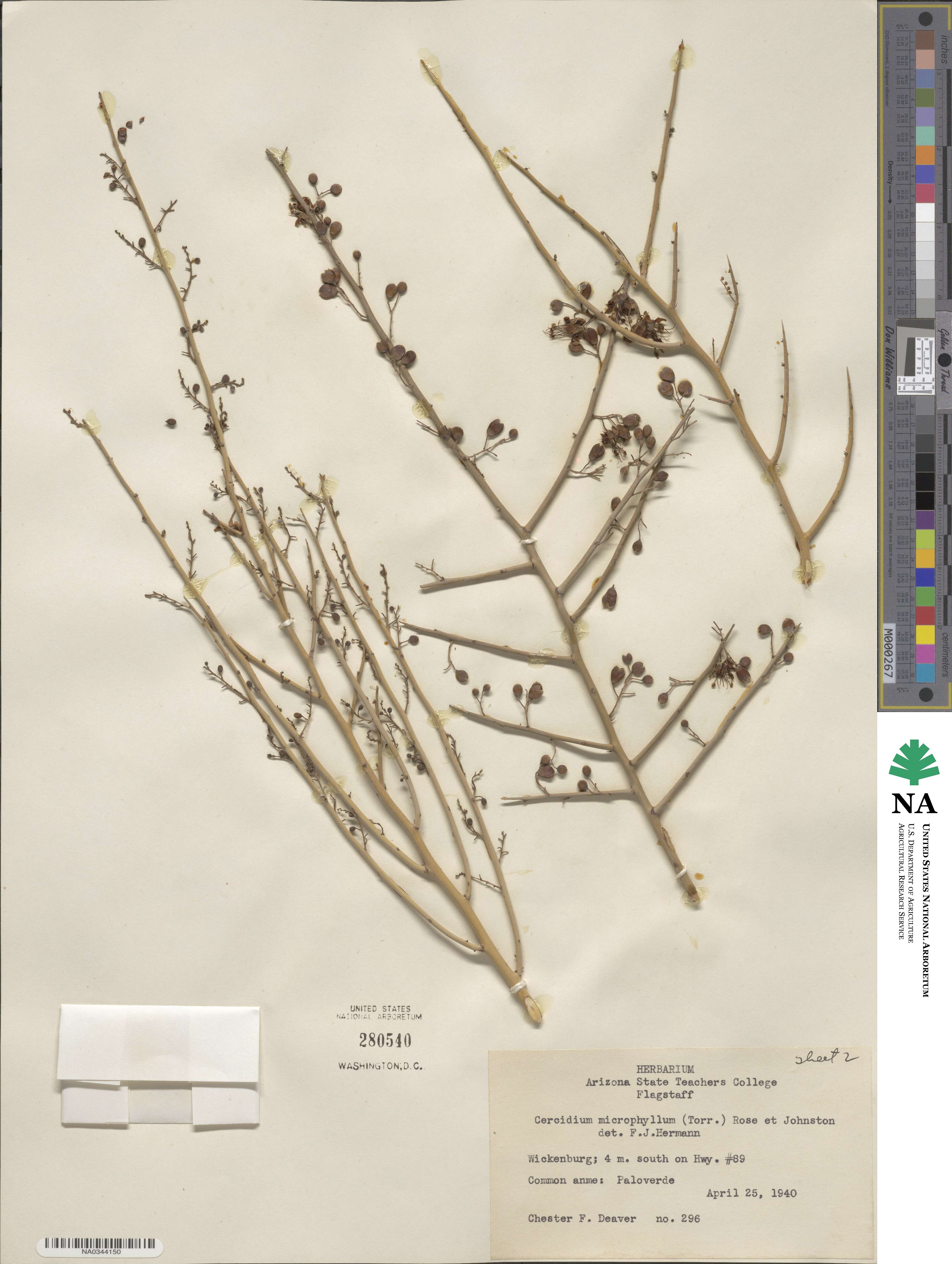 Parkinsonia microphylla image