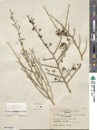 Parkinsonia microphylla image