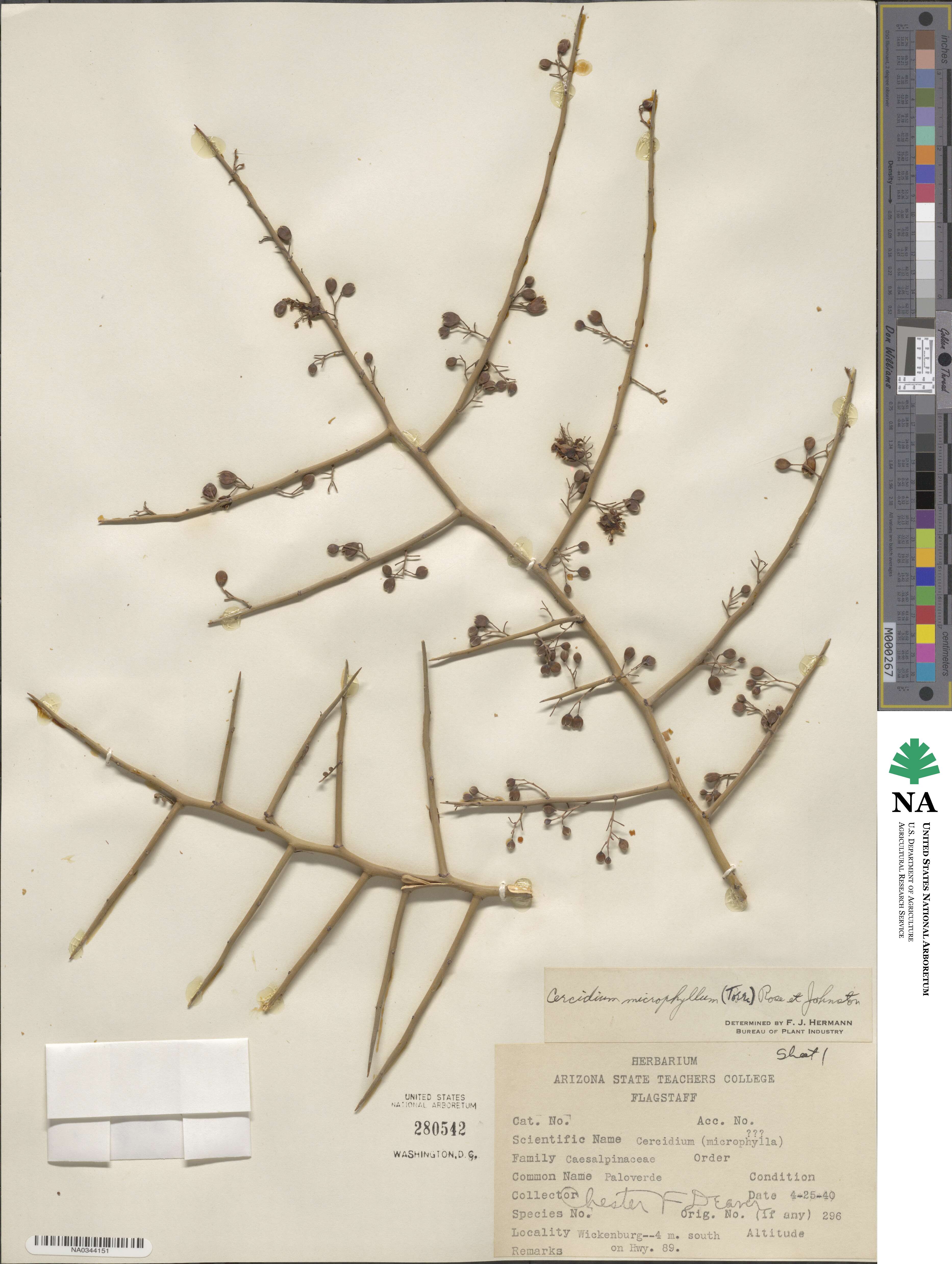 Parkinsonia microphylla image