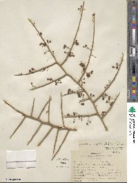 Parkinsonia microphylla image