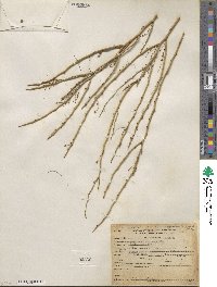 Parkinsonia microphylla image