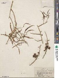 Parkinsonia microphylla image