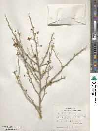 Parkinsonia texana image