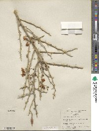 Parkinsonia texana image