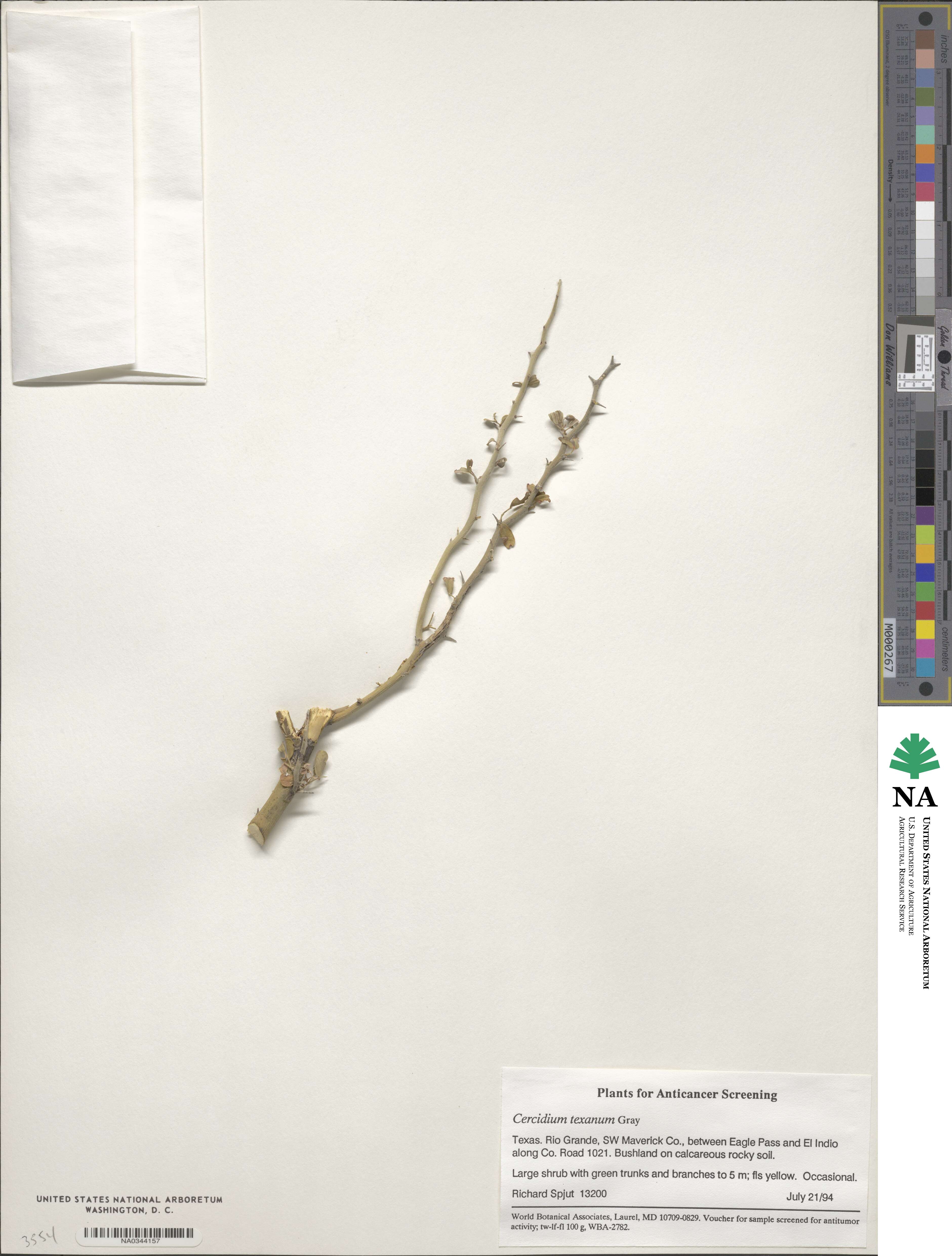 Parkinsonia texana image