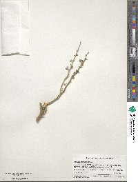 Parkinsonia texana image