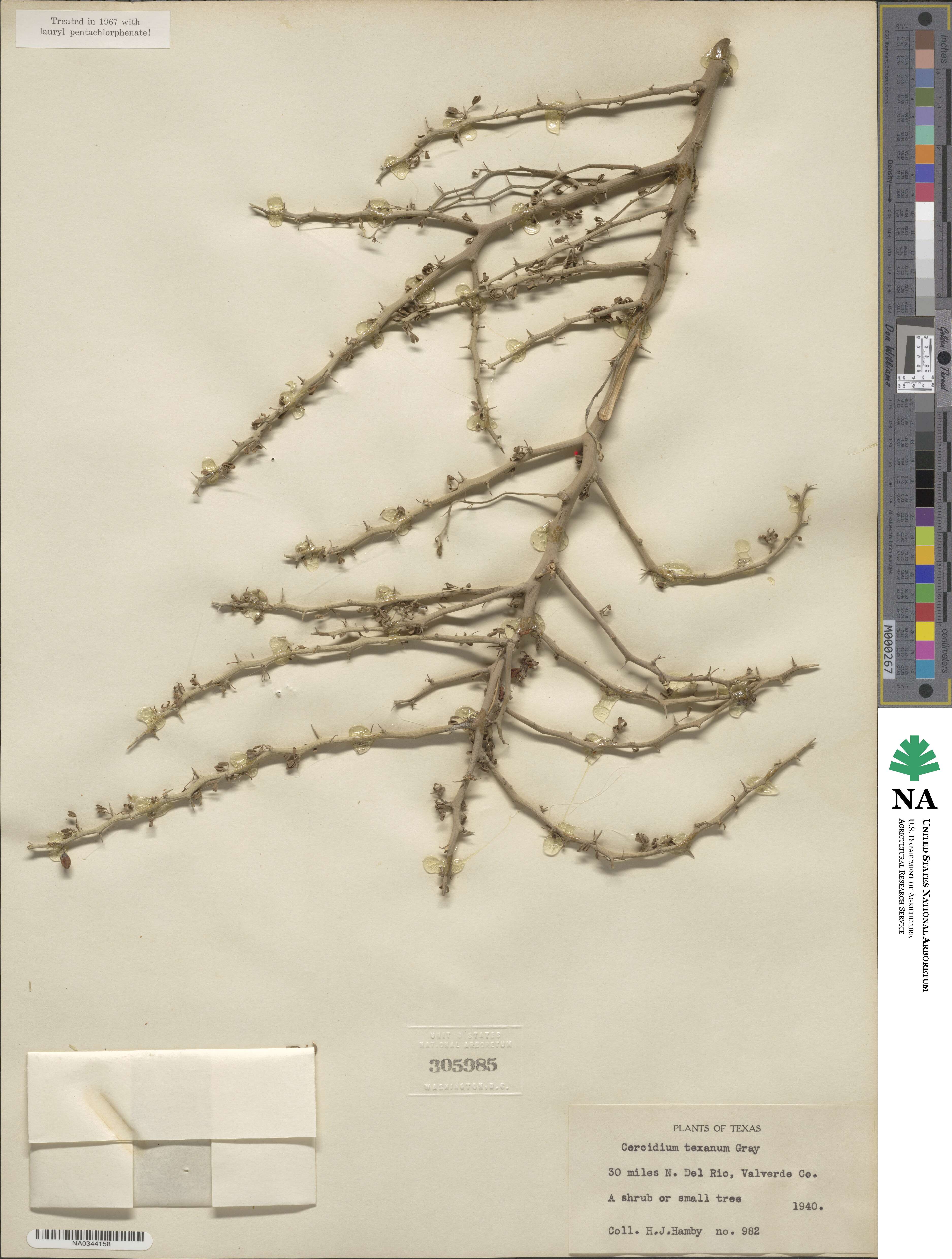 Parkinsonia texana image