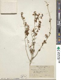 Parkinsonia florida image