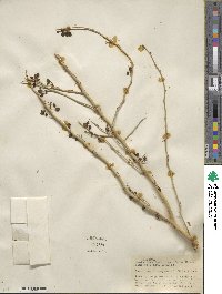 Parkinsonia florida subsp. florida image