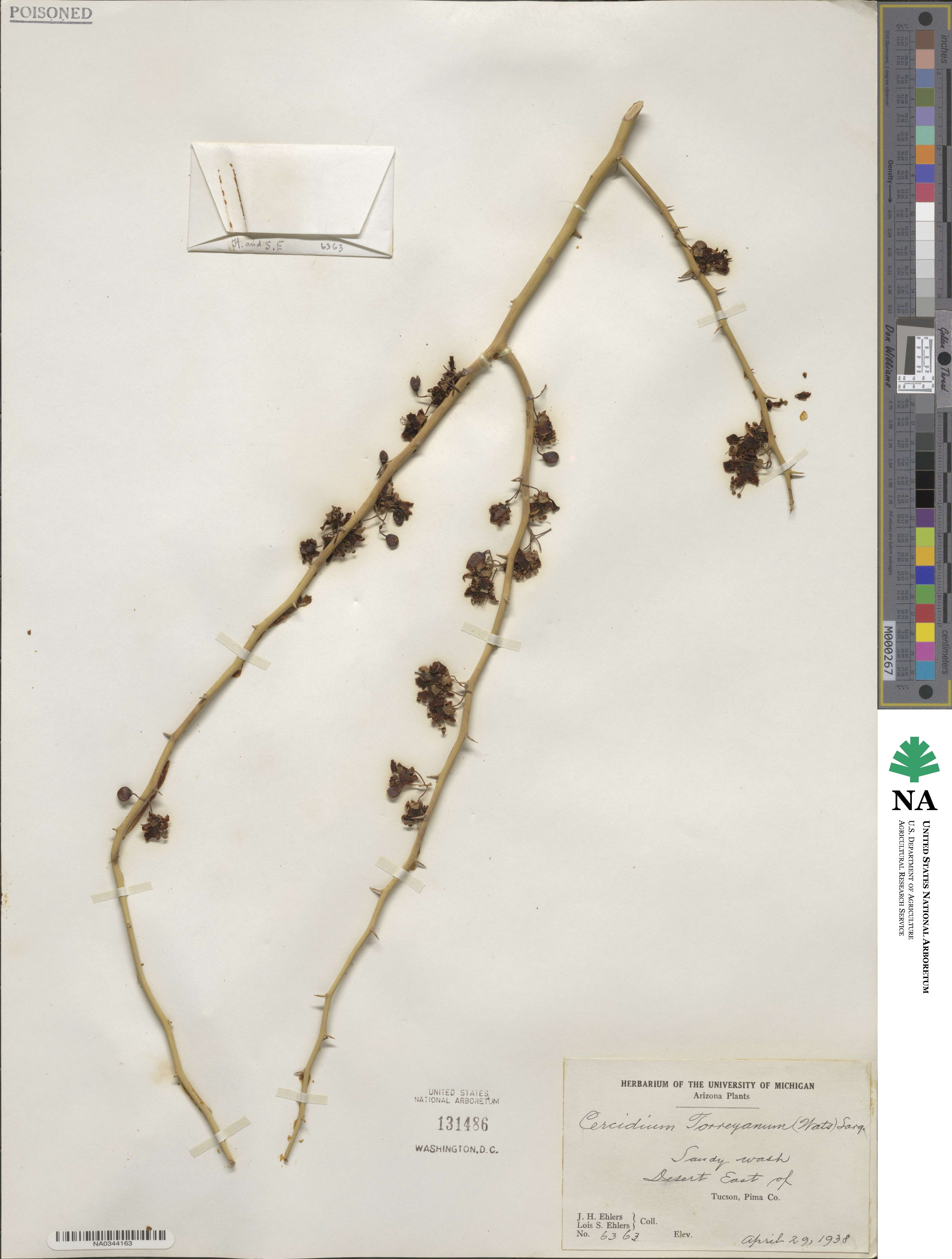 Parkinsonia florida subsp. florida image