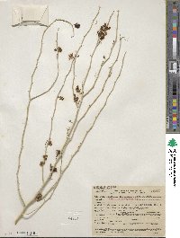 Parkinsonia florida subsp. florida image