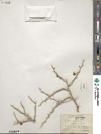 Cercidium floridum image