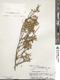 Parkinsonia microphylla image