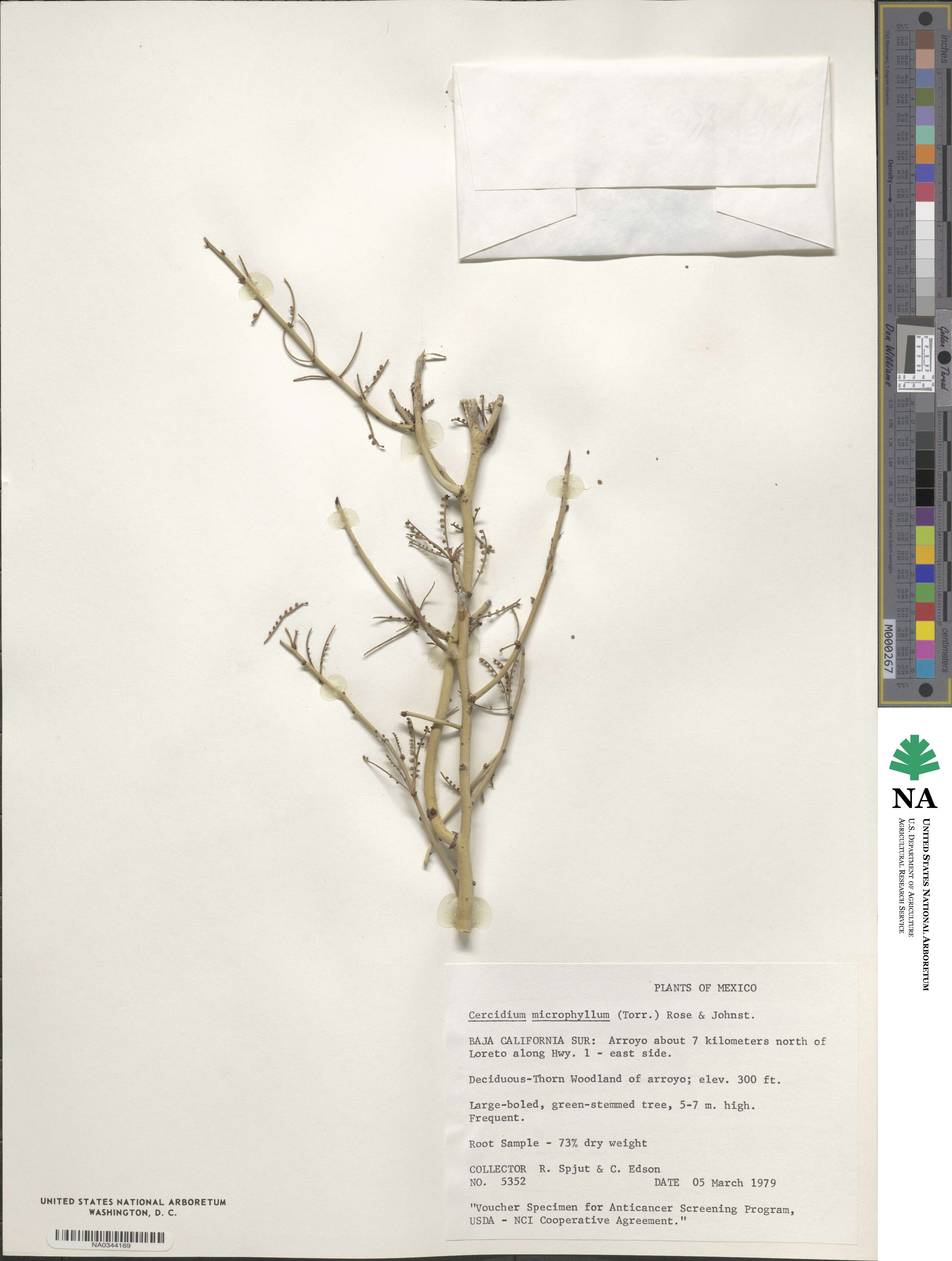 Parkinsonia microphylla image