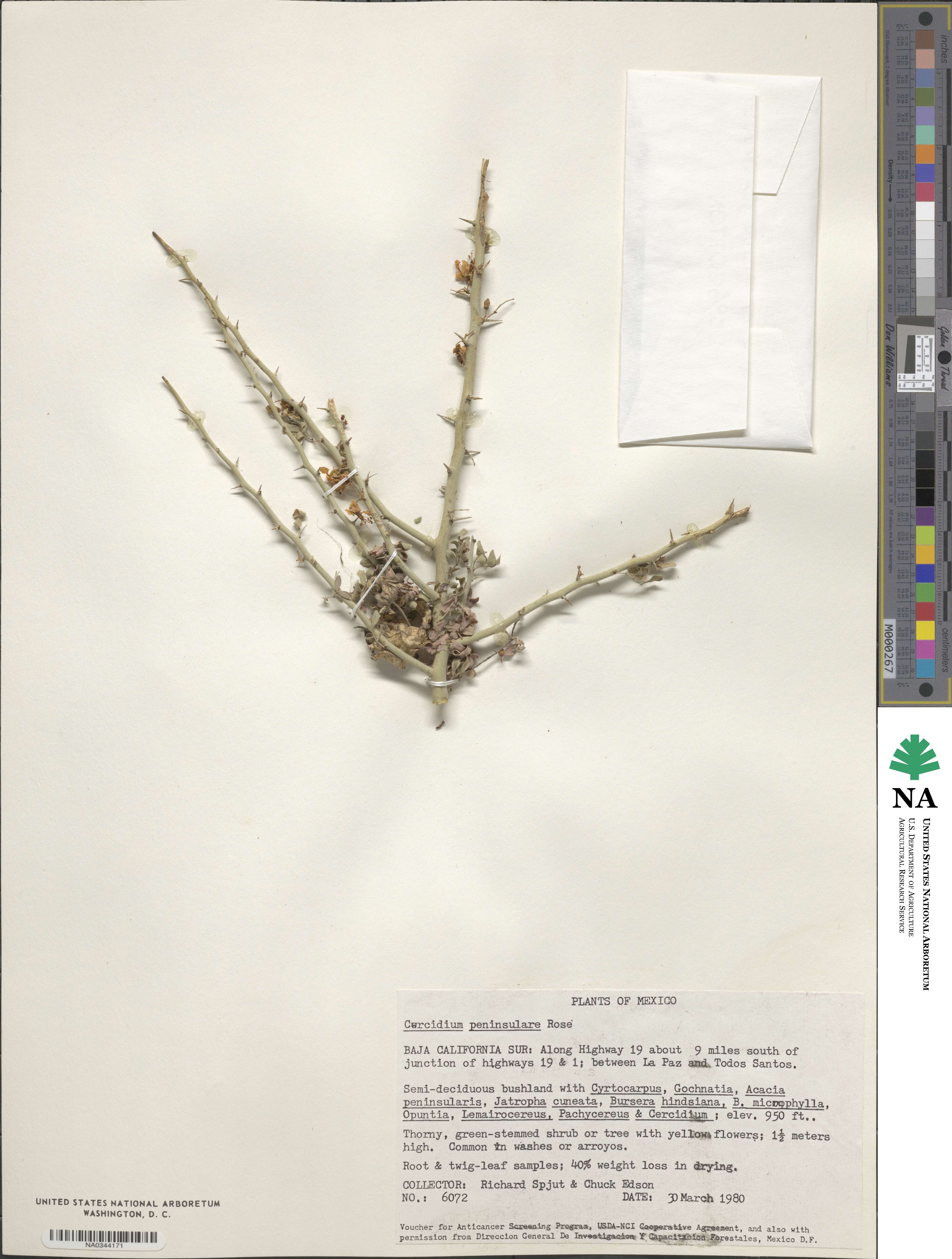 Parkinsonia florida subsp. peninsulare image